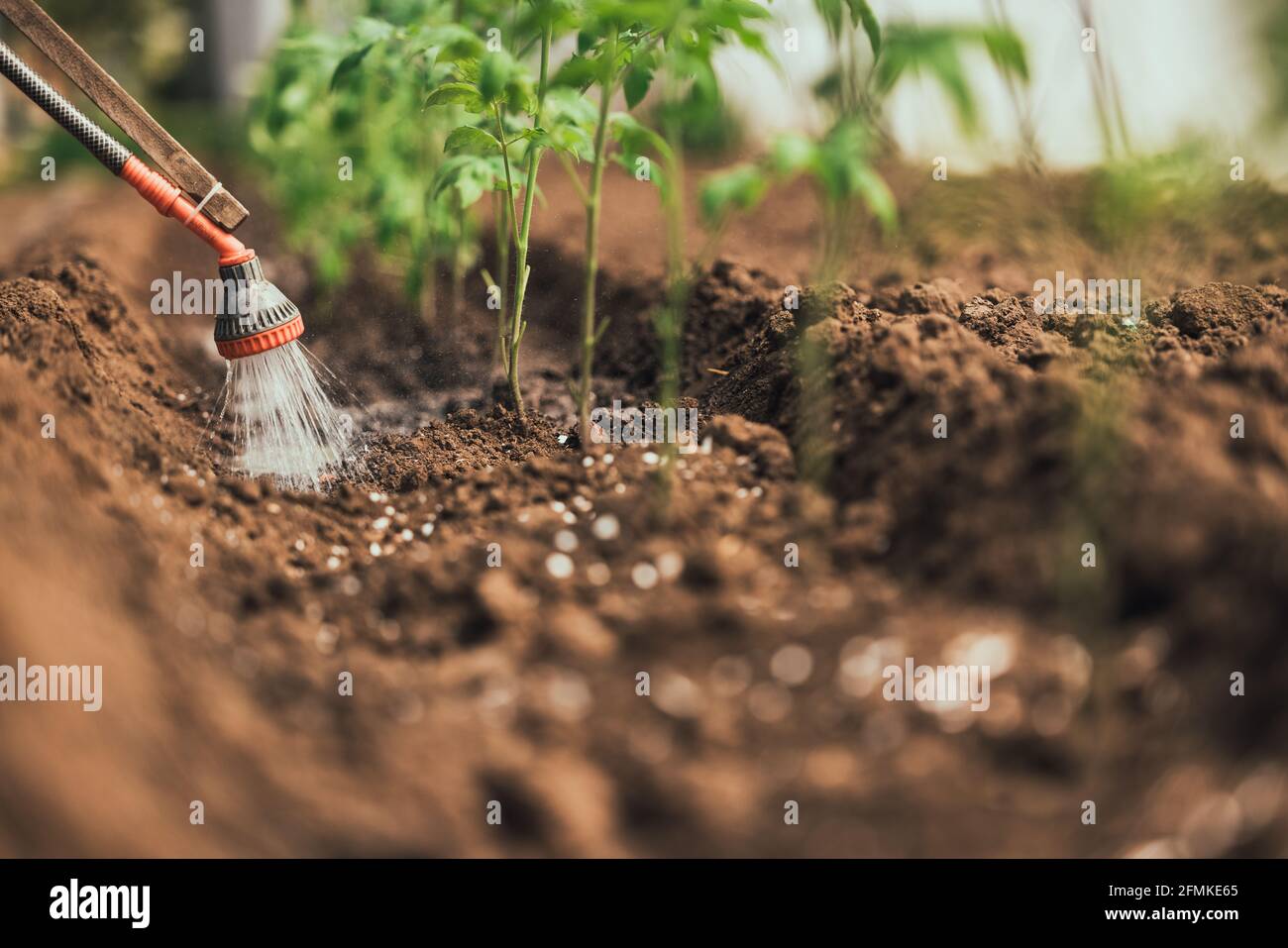 Farmer watering tomato plant in greenhouse, homegrown organic vegetables. Stock Photo