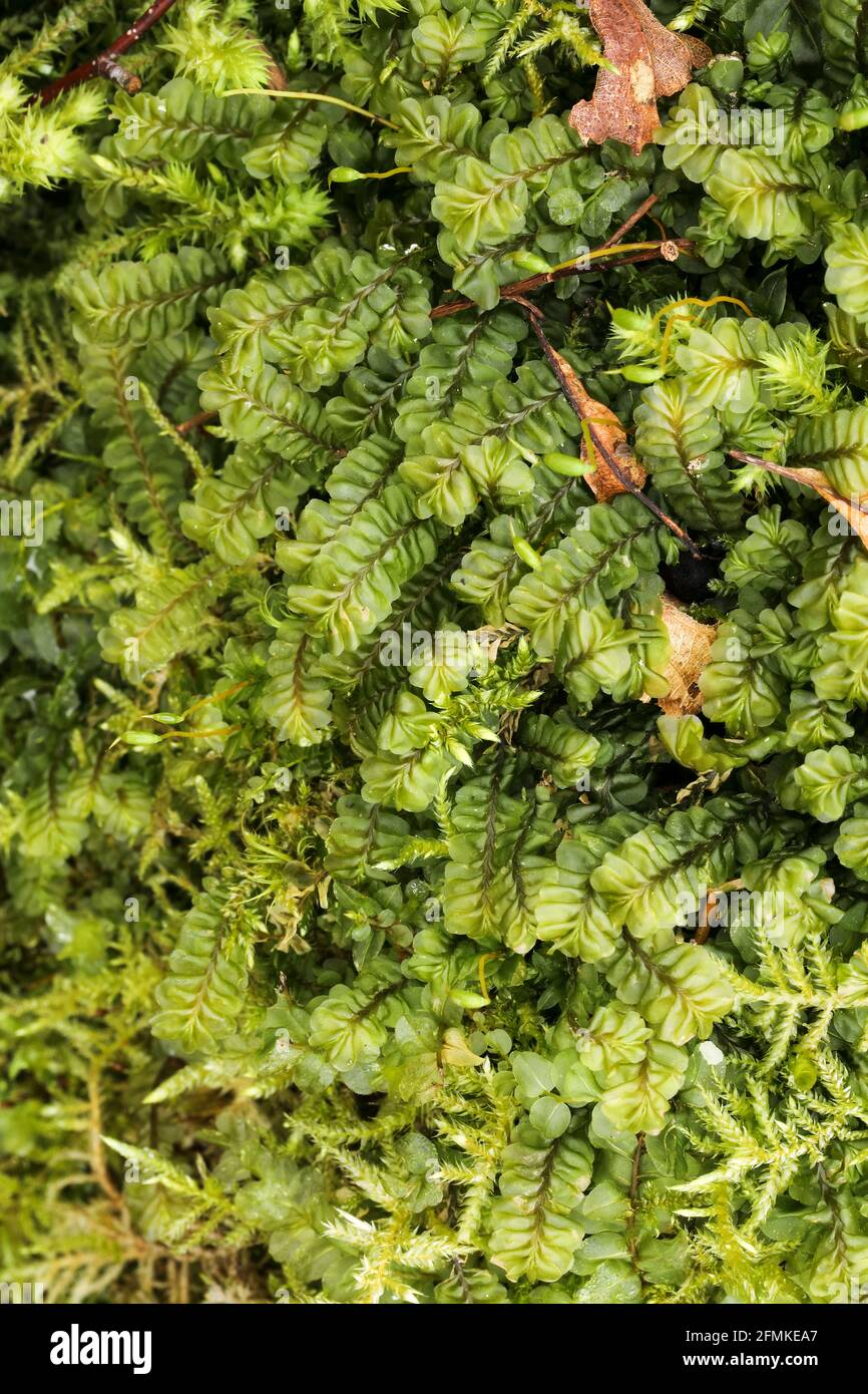 Plagiochila porelloides moss growth Stock Photo