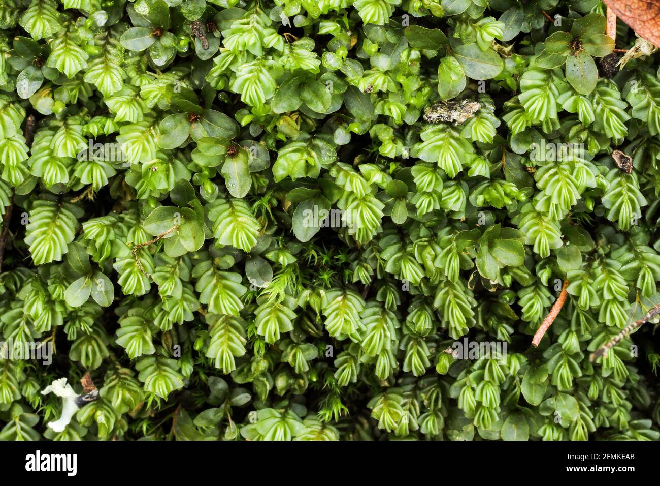 https://www.alamy.com/plagiochila-porelloides-moss-growth-image425770307.html