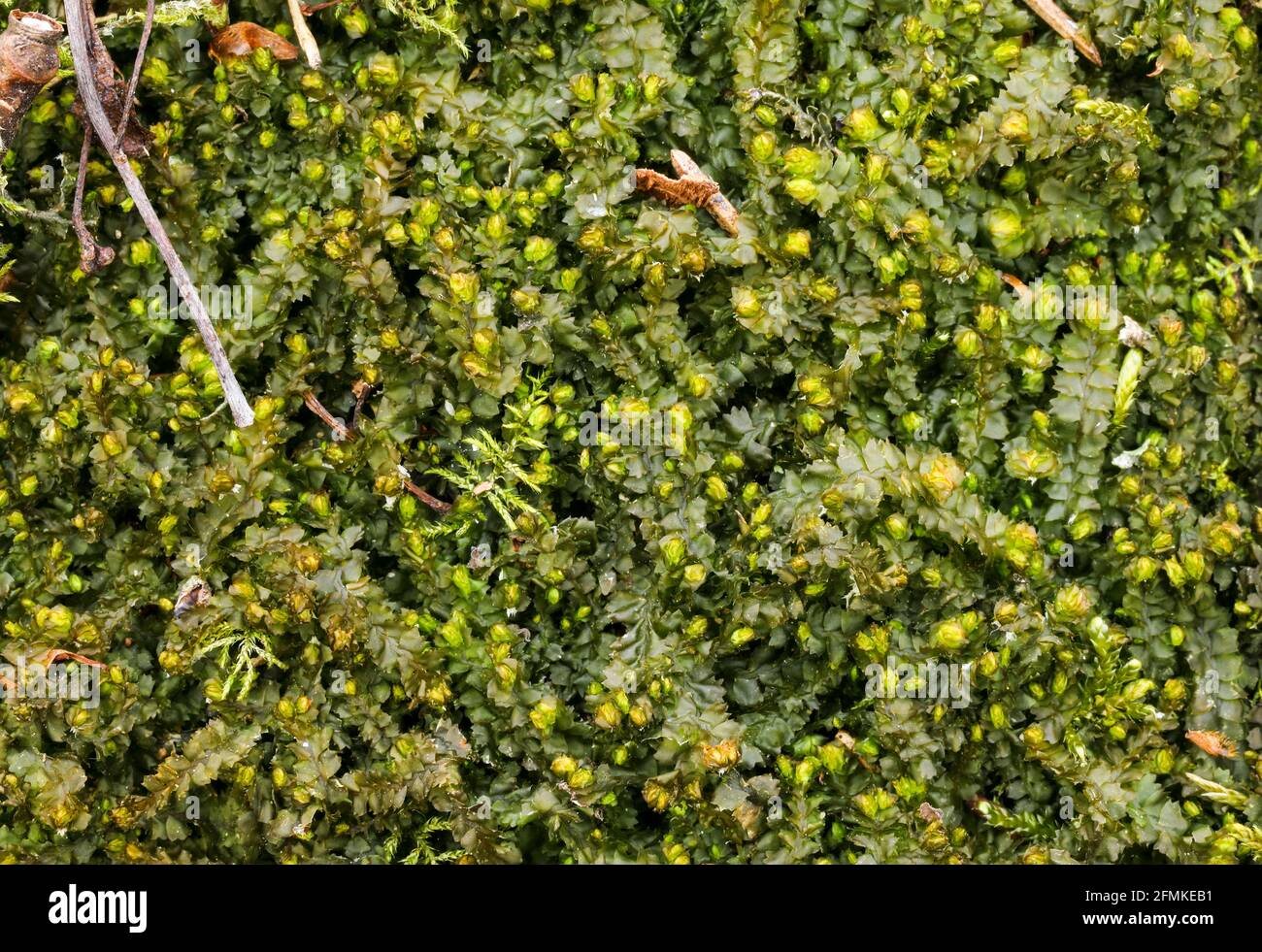 Barbilophozia barbata moss growth Stock Photo