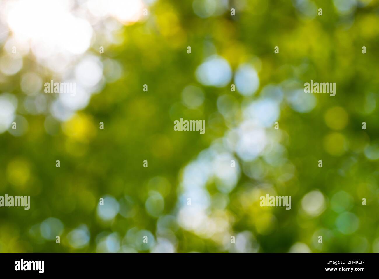 abstract blurred nature background, defocused lush green foliage against blue sky and golden sunlight Stock Photo