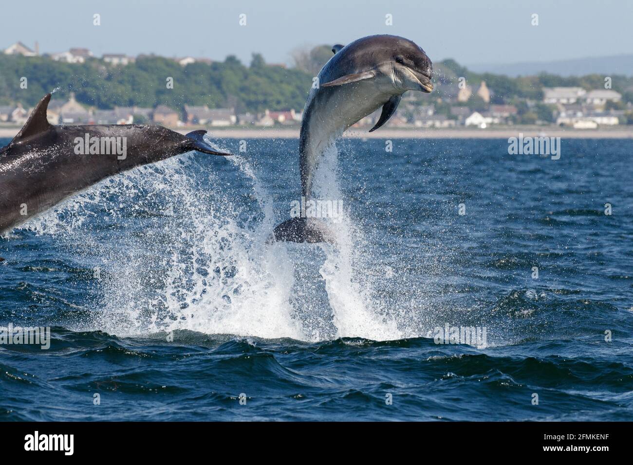 Two dolphins jump several foot into the air on the Scottish coast. INVERNESS, SCOTLAND: BREATHTAKING images have captured two bottlenose dolphins havi Stock Photo