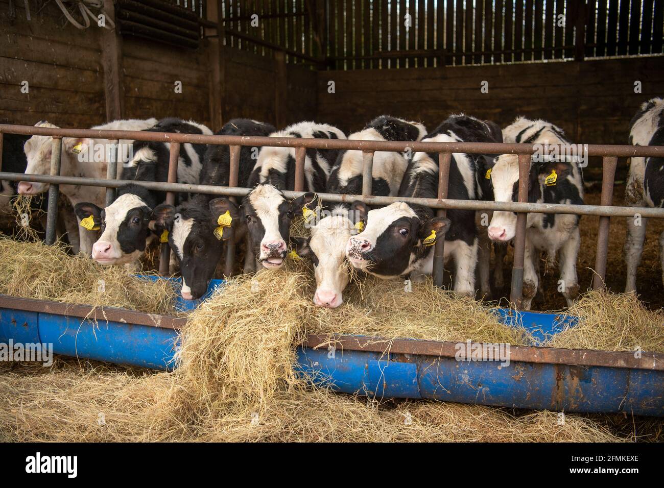 replacement heifer calves Stock Photo