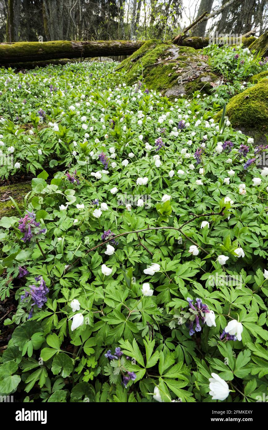 Deciduous forest flower hires stock photography and images Alamy