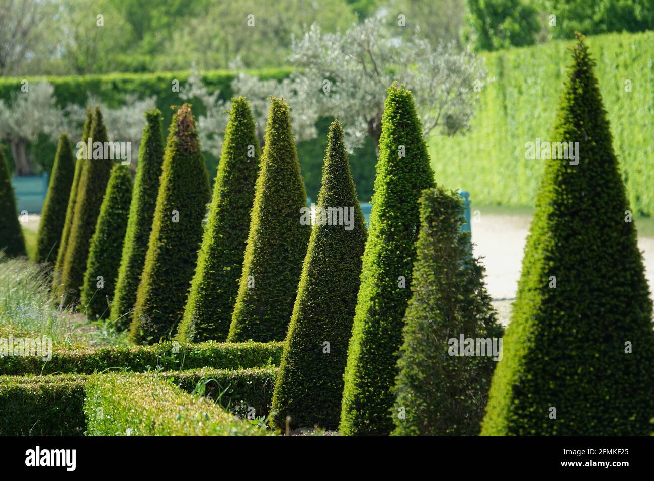 pyramid-shaped evergreen trees in the park of a historical residence Stock Photo