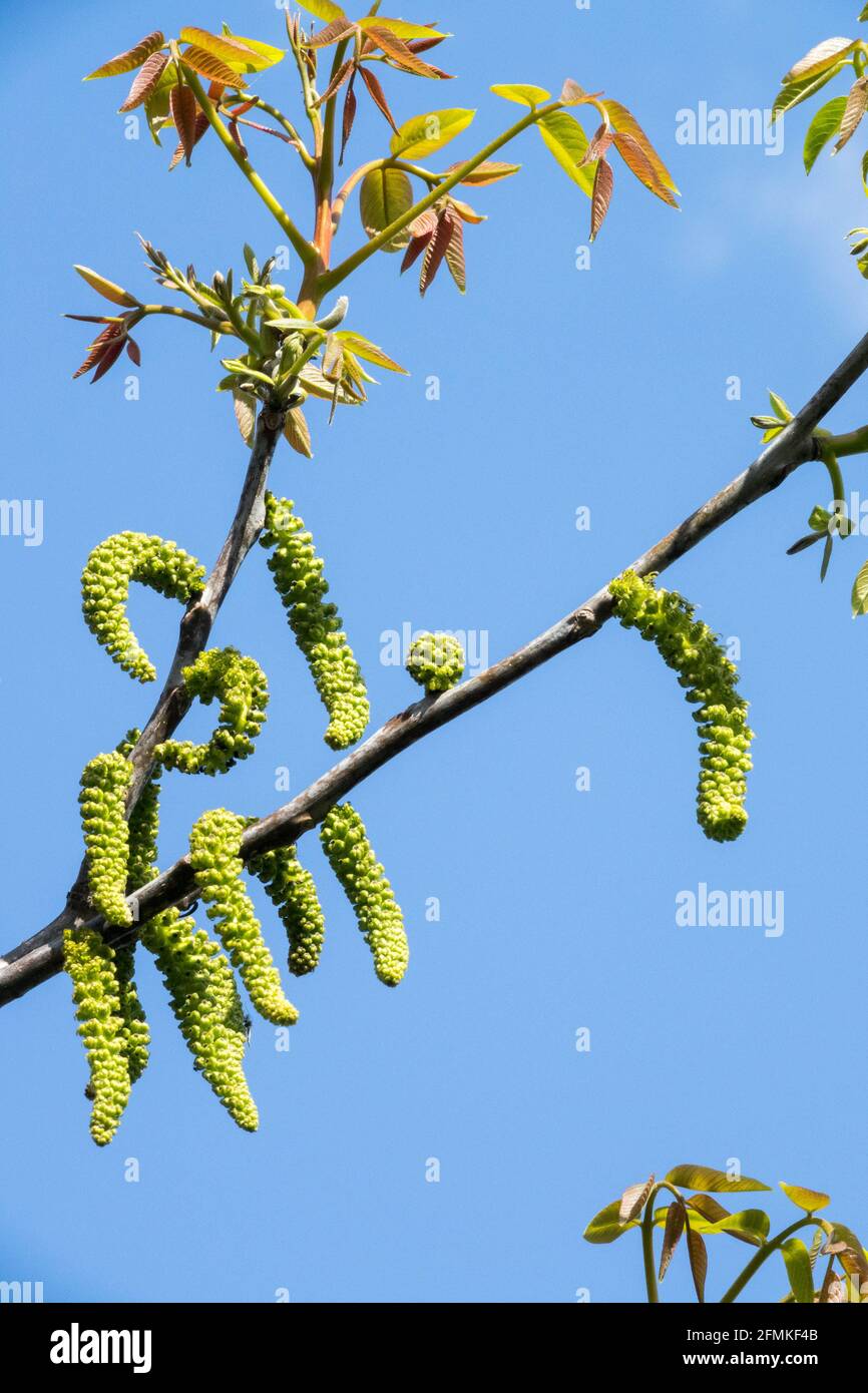 Juglans regia Catkins Common walnut Male Flowers Spring Flowering Juglans Leaves Branches Aments Blooming May English walnut Blooms Against blue sky Stock Photo