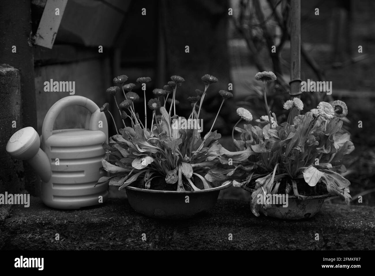 Garden flowers and water can in cloudy atmospheric place. Black and