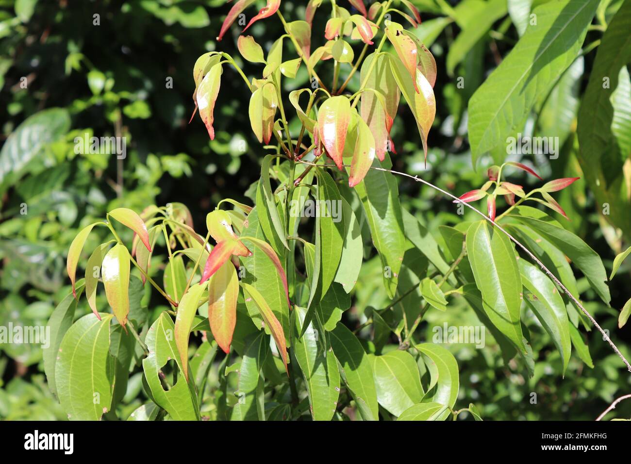 Sri Lankan cinnamon, very famous for spice, this cinnamon tree in the sun with full of green leaves. Stock Photo