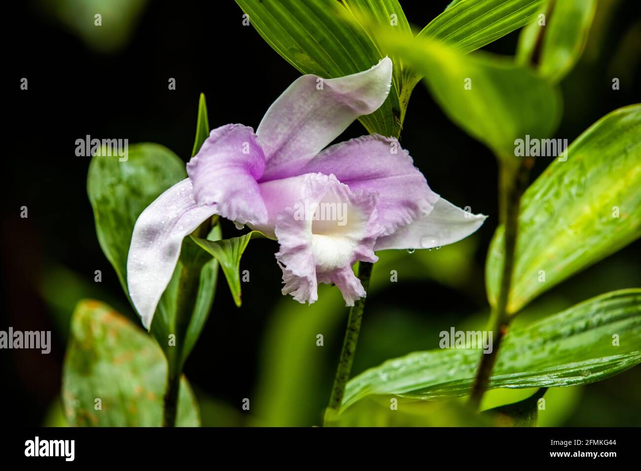 The guaria morada (Guarianthe skinneri) epiphyte orchid, the national flower of Costa Rica, in the rain Stock Photo