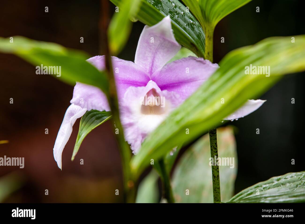 The guaria morada (Guarianthe skinneri) epiphyte orchid, the national flower of Costa Rica, in the rain Stock Photo