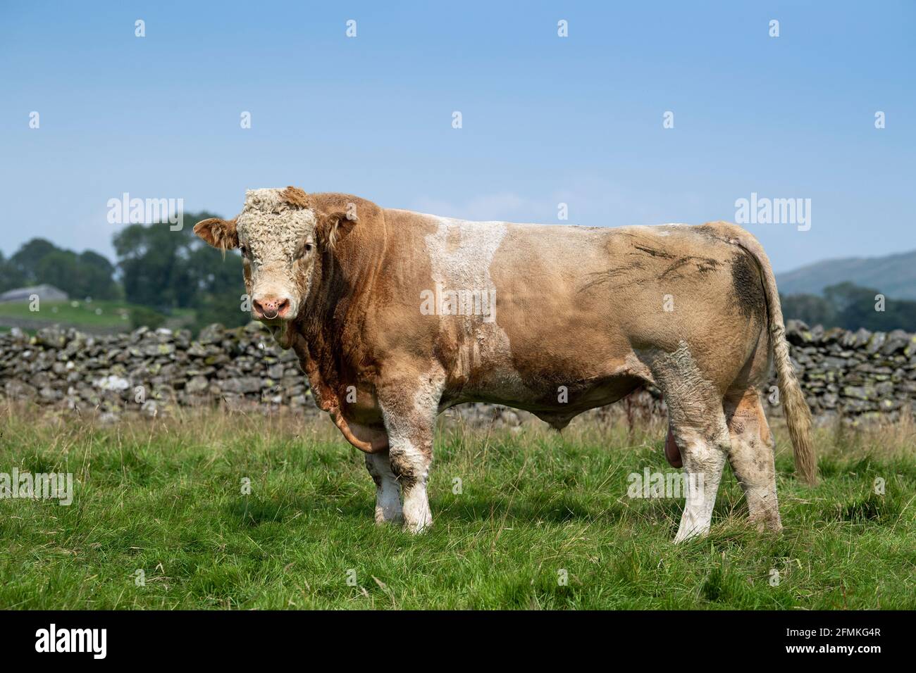 Simmental bull in field with Luing cattle to breed SimLuings a succesful hybrid. Cumbria, UK
