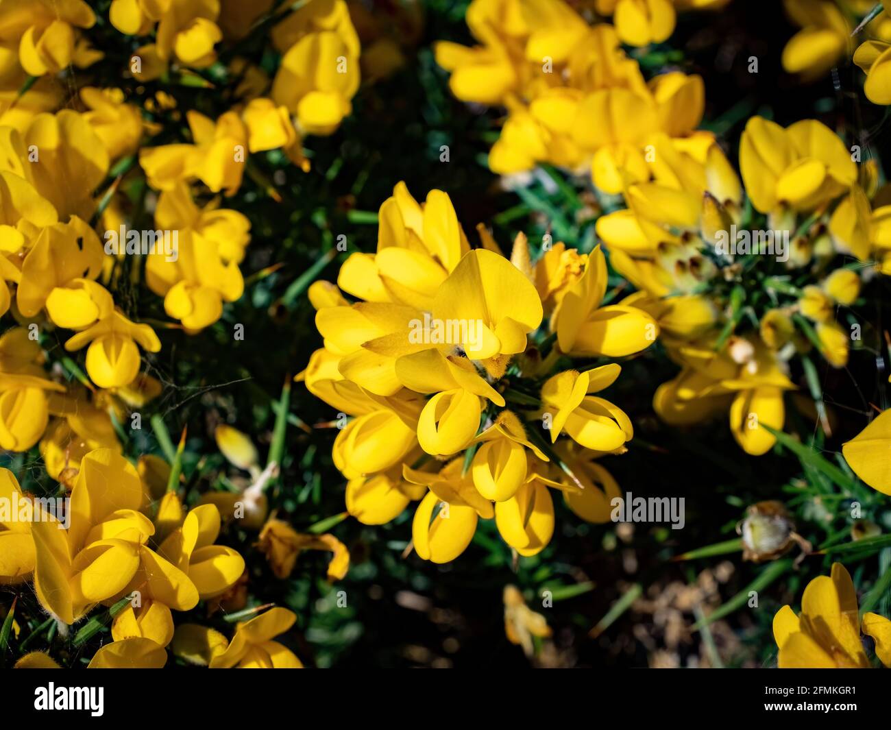 Yellow gorse flowers. Invasive plant species Stock Photo Alamy