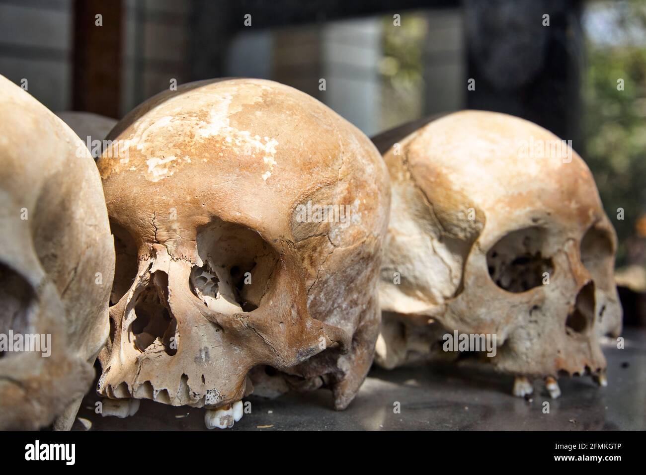 Prisoner Skulls in Choeung Ek War Crimes Genocide Musuem, used by Khmer Rouge Regime as Security Prison. Phnom Penh, Cambodia Stock Photo