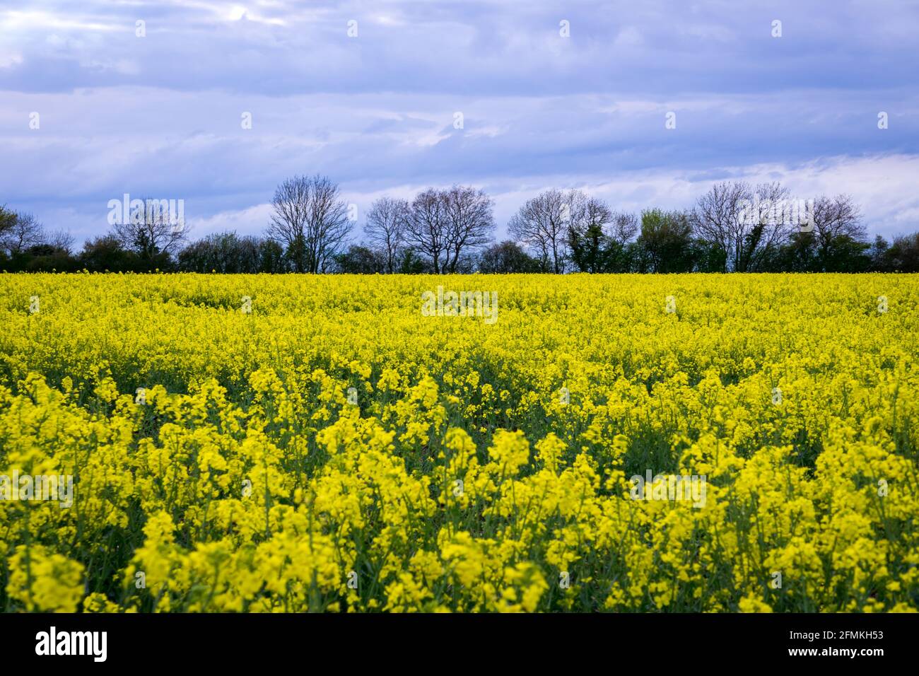 Farm life, flowers and fields in UK , captured with Sony alpha Stock Photo