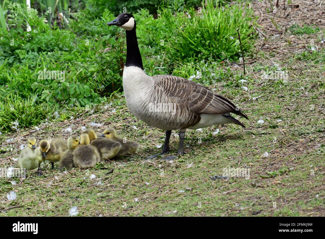 Bristol, Uk. 10Th May, 2021. Uk Wildlife On A Windy And Sunny Afternoon At  Backwell Lakes In North Somerset. Canada Goose Seen With Its Baby Goslings  A Few Days Old. Picture Credit: Bristol, Uk. 10Th May, 2021. Uk Wildlife On A Windy And Sunny Afternoon At  Backwell Lakes In North Somerset. Canada Goose Seen With Its Baby Goslings  A Few Days Old. Picture Credit: