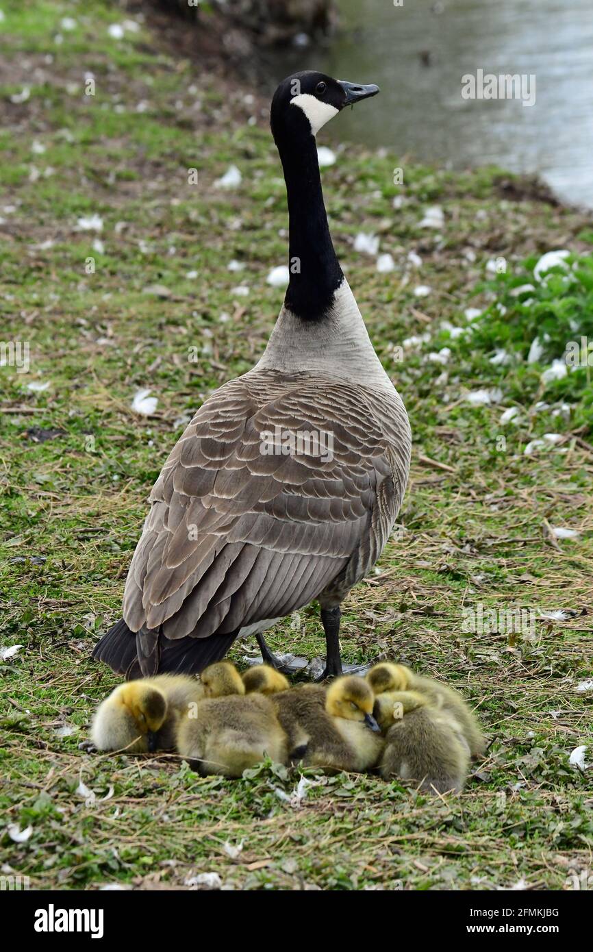 Bristol, UK. 10th May, 2021. UK Wildlife on a windy and sunny afternoon at  Backwell Lakes in North Somerset. Canada Goose seen with its baby Goslings  a few days old. Picture Credit: