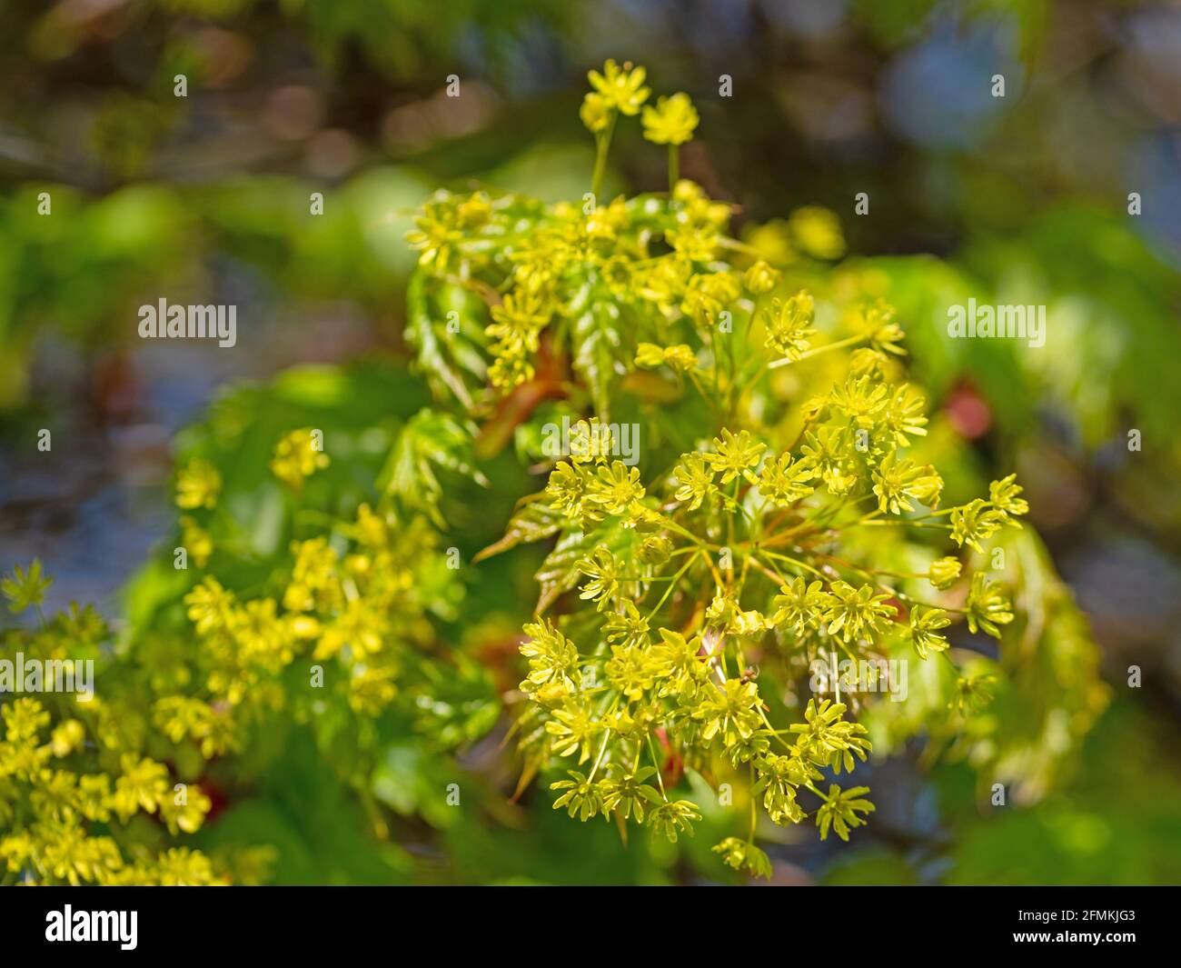 Flowering maple, acer, in spring, close-up Stock Photo
