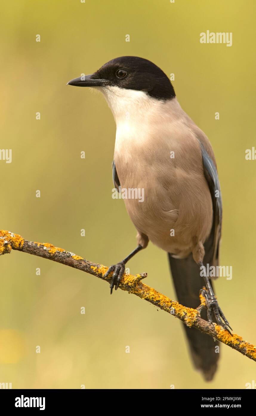 Azure-winged magpie with the first light of day in a pine forest Stock Photo