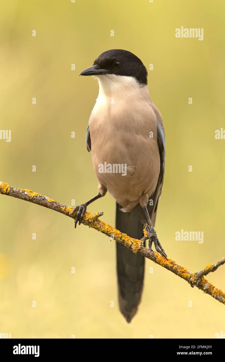 Azure-winged magpie with the first light of day in a pine forest Stock Photo