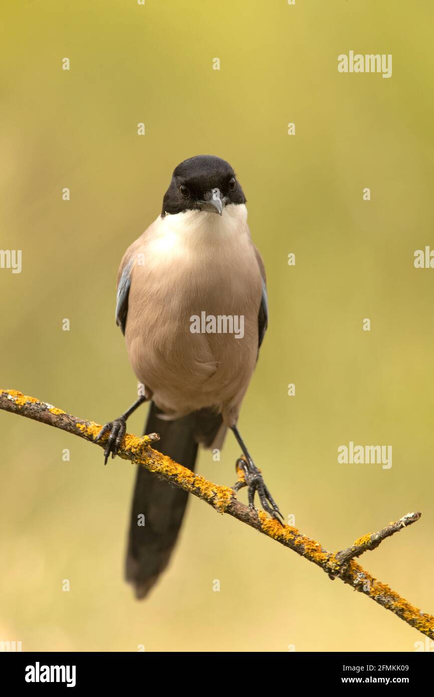 Azure-winged magpie with the first light of day in a pine forest Stock Photo