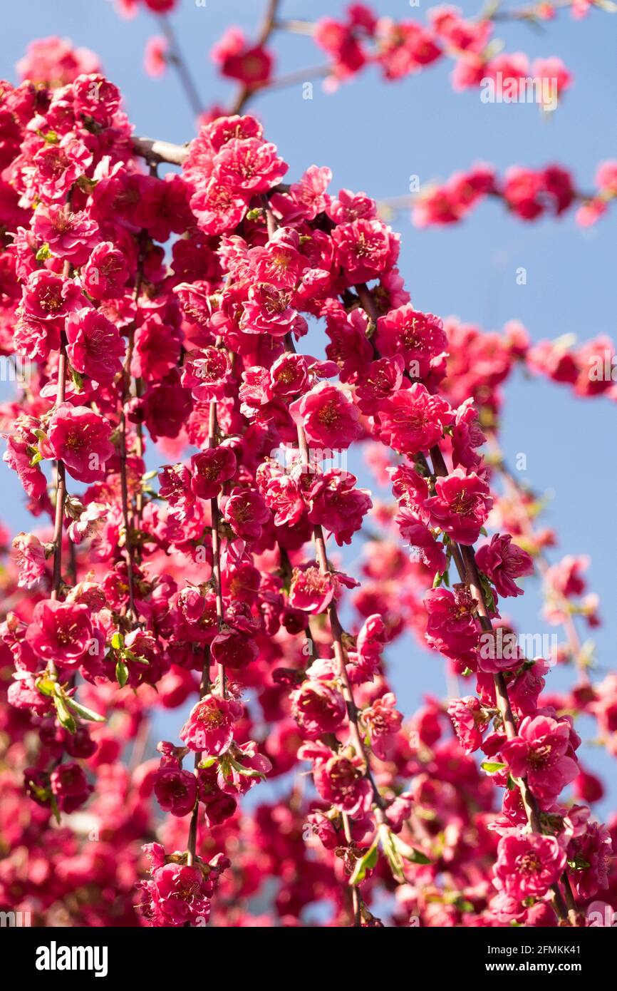 Red peach Melred Weeping Prunus persica blossom garden Stock Photo