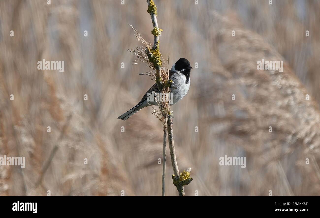Male reed bunting standing on a thin moldy branch in a field Stock ...