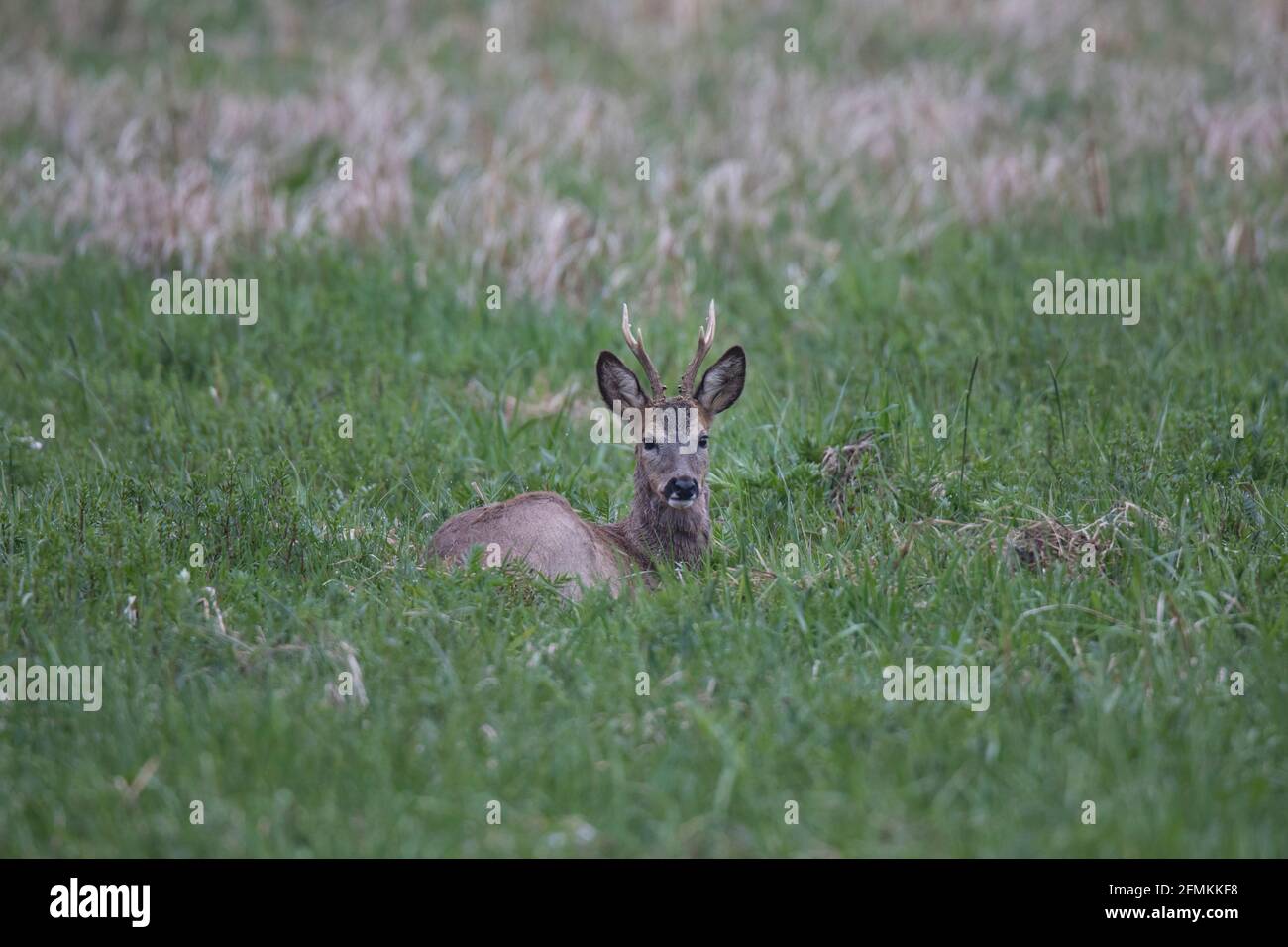 Western roe deer hi-res stock photography and images - Alamy