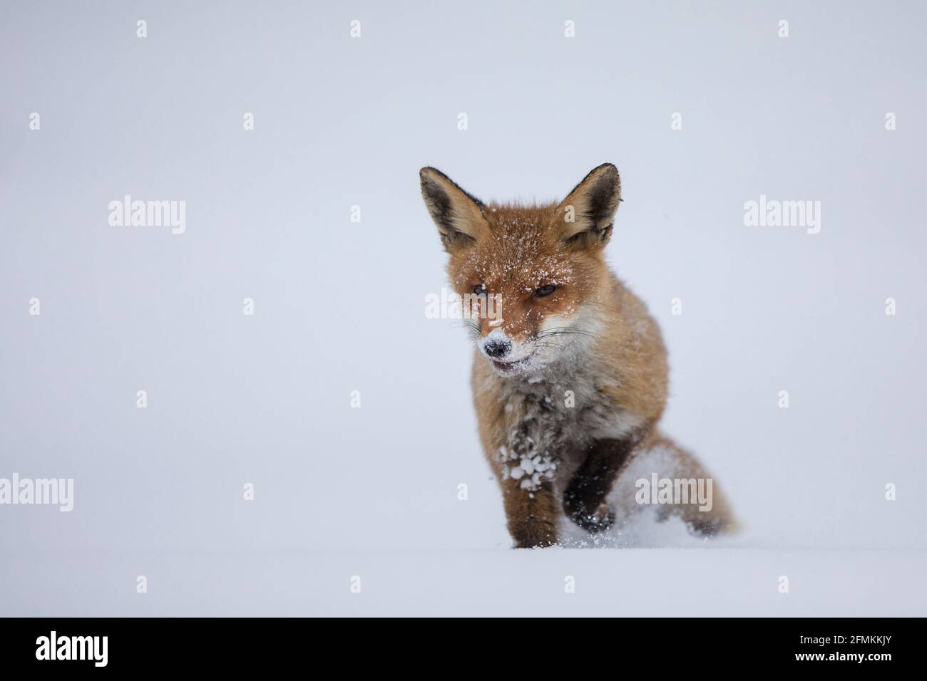 Rotfuchs,Vulpes vulpes, red fox Stock Photo