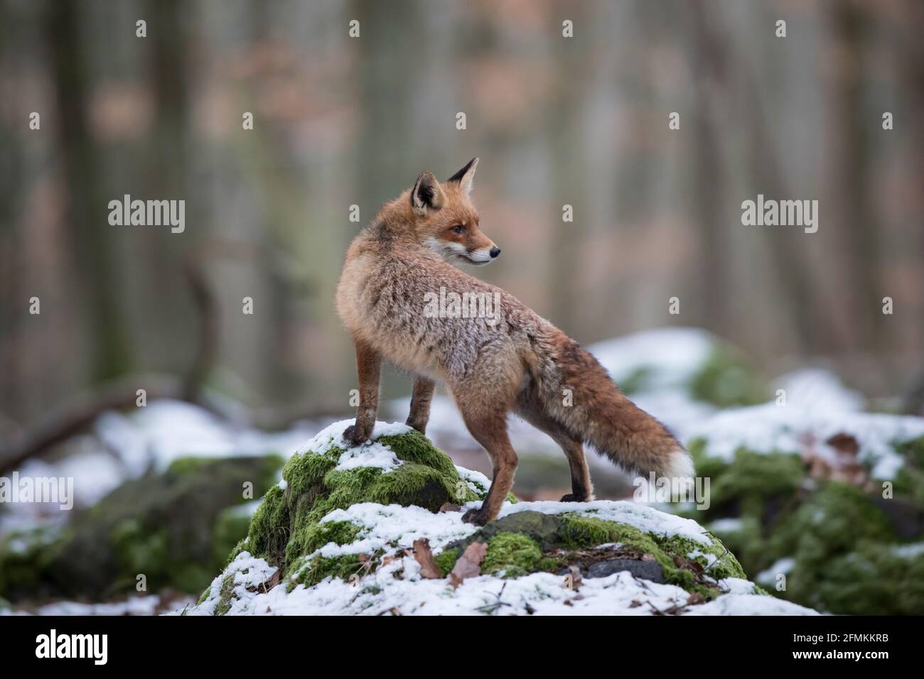 Rotfuchs,Vulpes vulpes, red fox Stock Photo