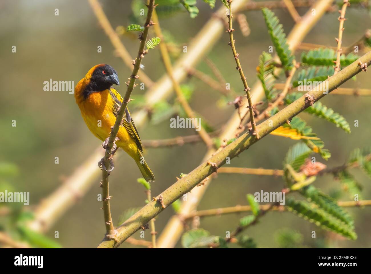 Village Weaver - Ploceus cucullatus, beautiful yellow and black perching bird from African woodlands and gardens, lake Ziway, Ethiopia. Stock Photo