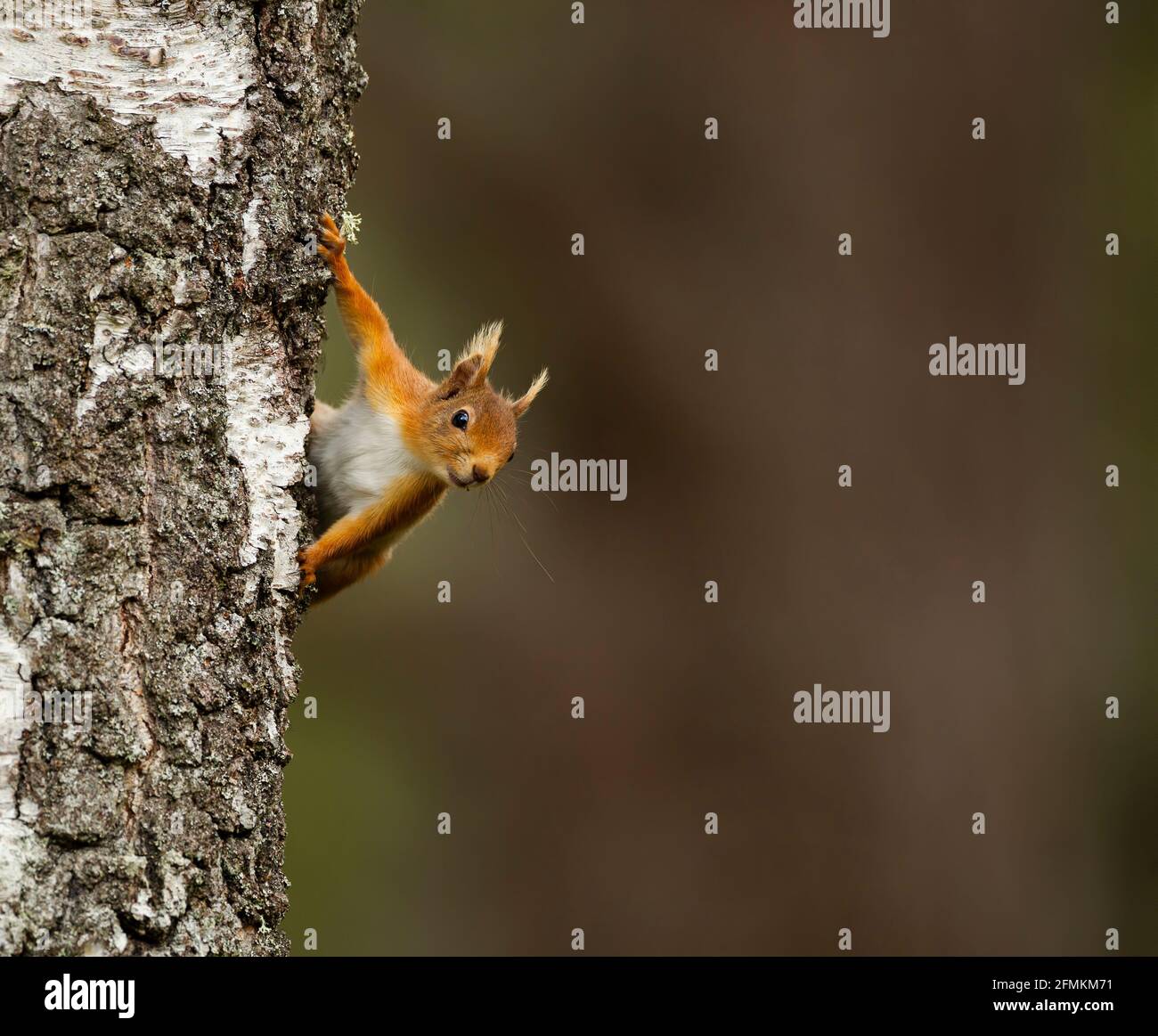 Red squirrel peering from behind a beech tree, in a forest Stock Photo