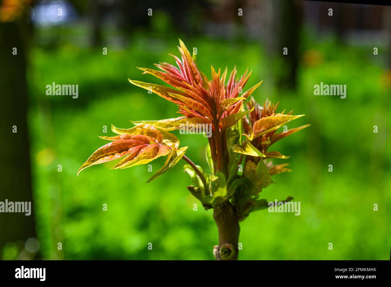Buds bloom on a tree branch in spring. Very young green leaves. Macro photo. Texture of green leaves Stock Photo