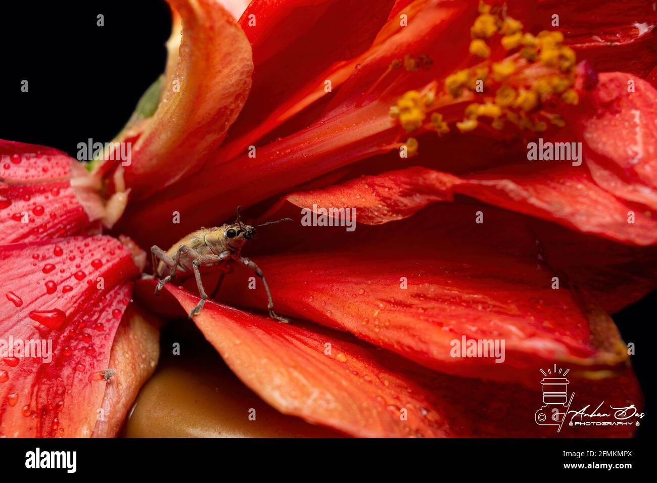 Beetle Wallpaper Stock Photo