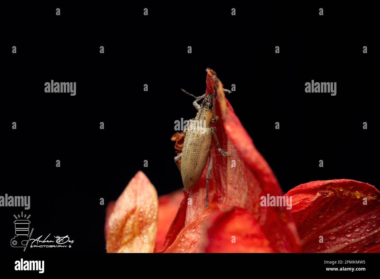 Beetle Stock Photo