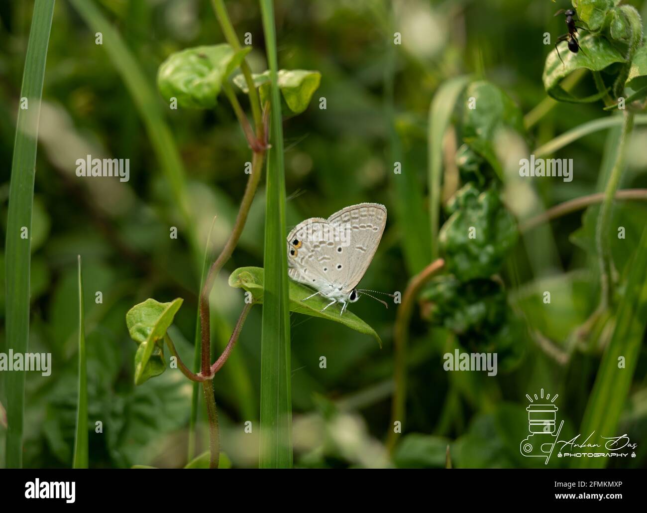 Butterfly in Gurden Stock Photo
