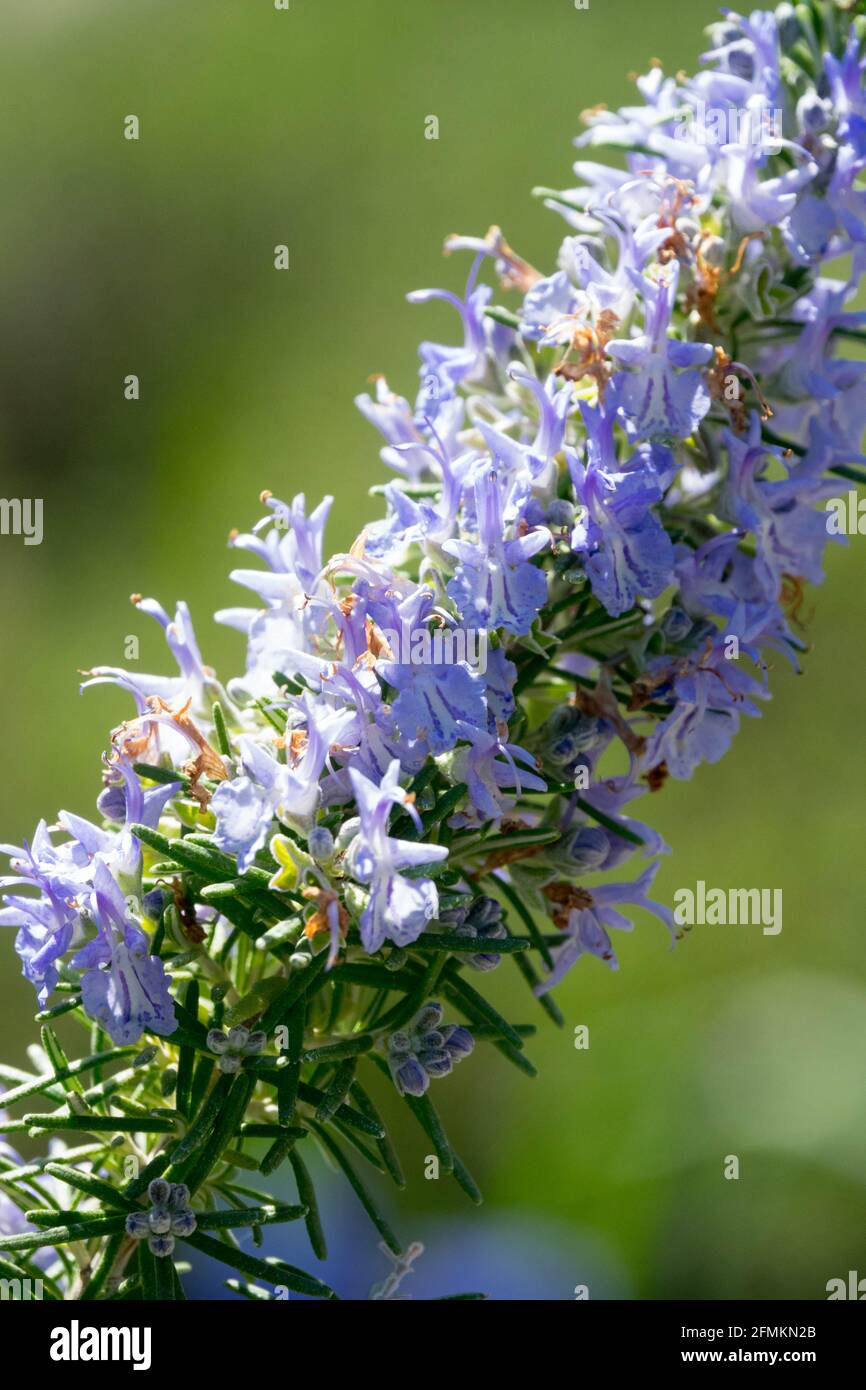 Rosmarinus officinalis Riviera Rosemary blue spike Stock Photo