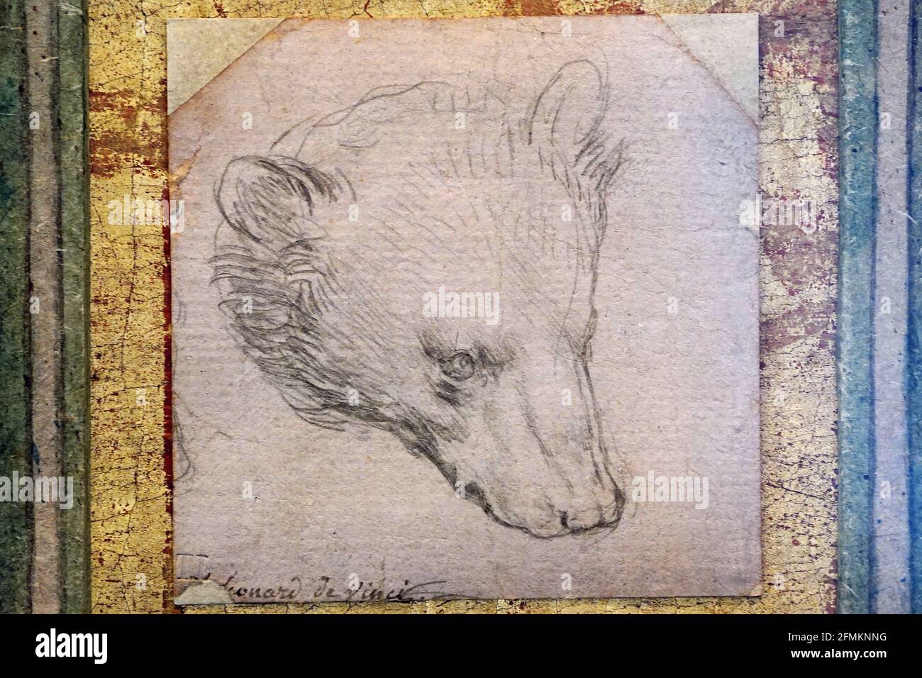 Leonardo vinci bear hires stock photography and images Alamy