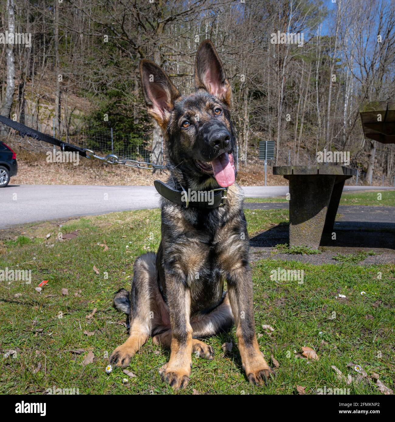 A dog portrait of a happy four months old German Shepherd puppy on ...