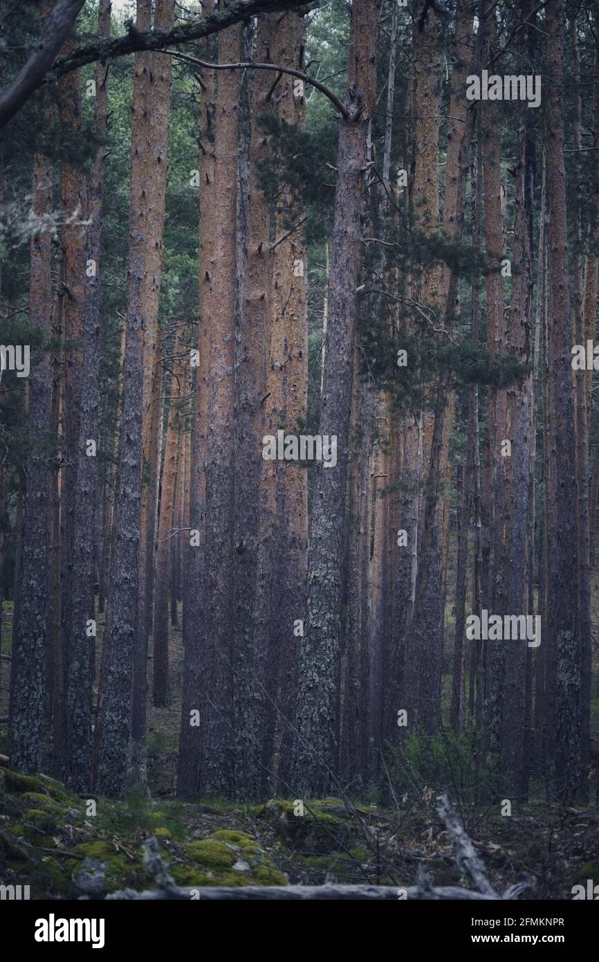 Vertical shot of a dense pine tree forest on a gloomy day Stock Photo ...