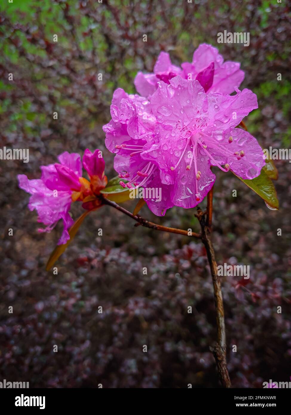 rain drenched spring azalea flowers Stock Photo