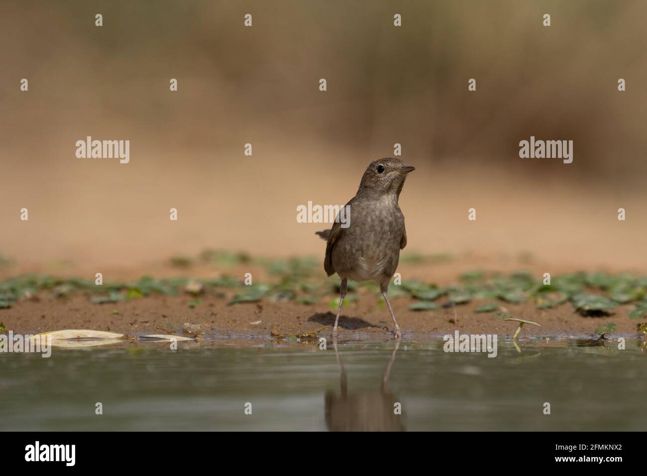 thrush nightingale (Luscinia luscinia Stock Photo - Alamy