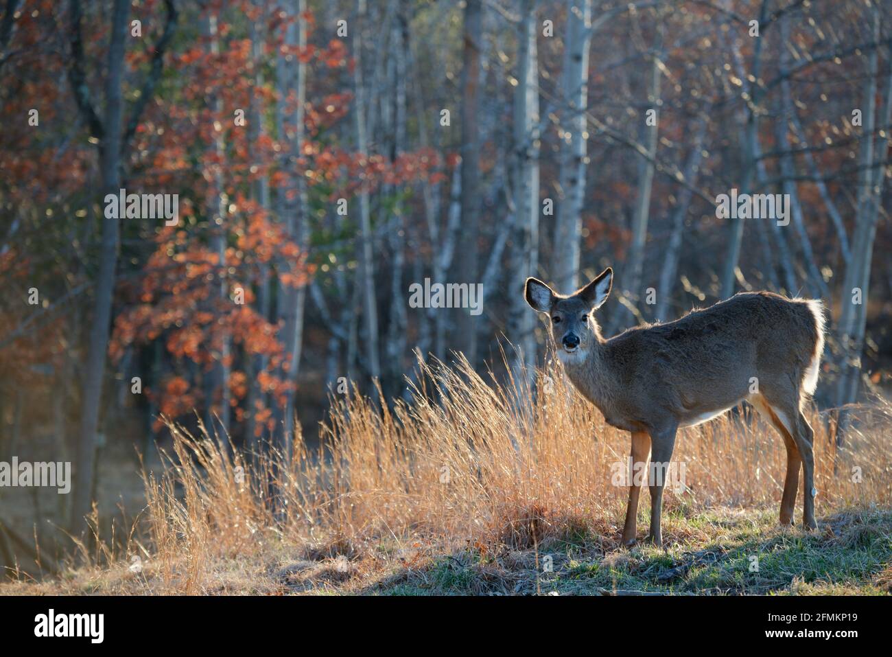 Deer on a beautiful afternoon bathed in sunlight angled against a background of white stem trees at the end of winter. Stock Photo