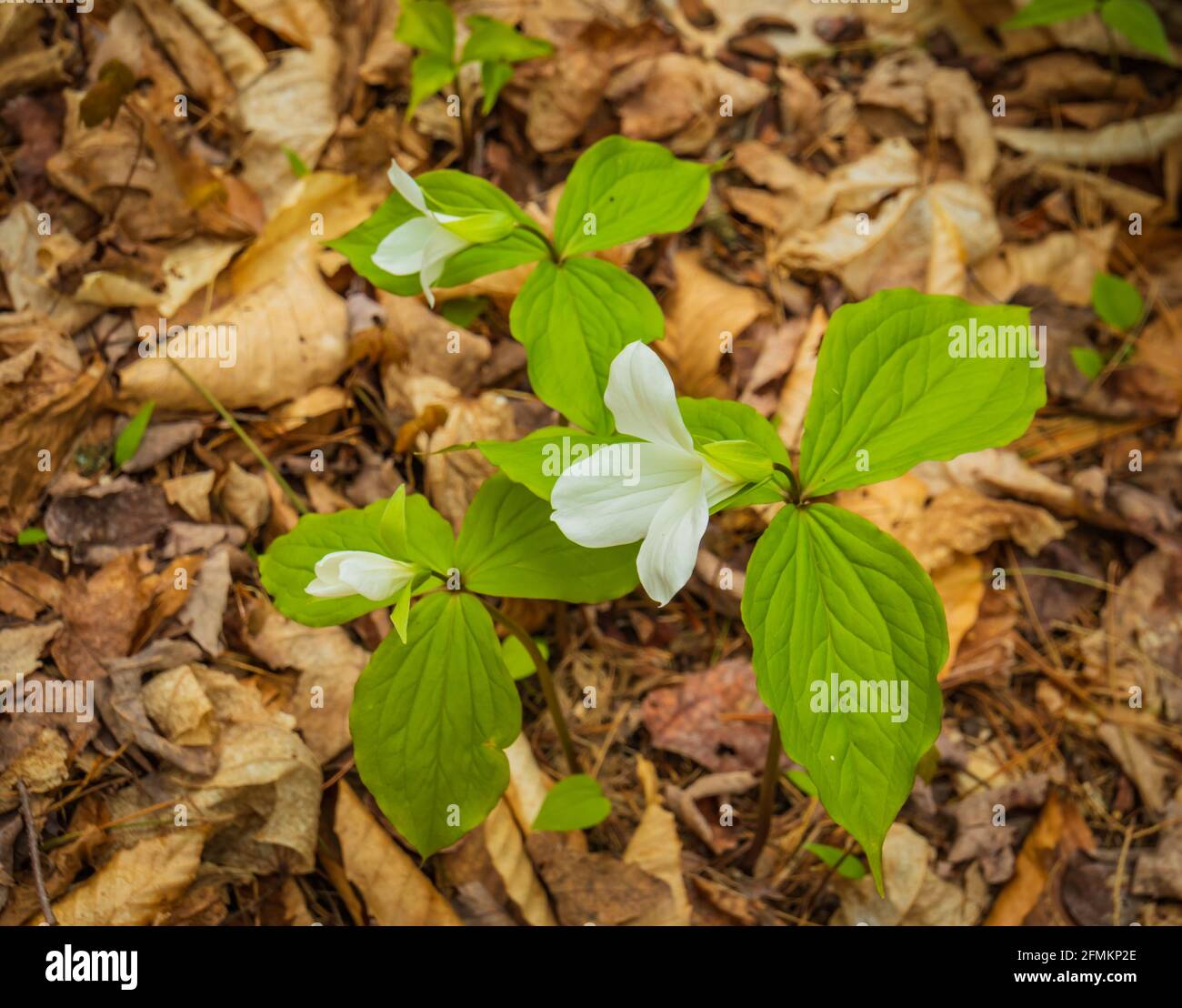 white trillium in bloom on woodland leafy floor Stock Photo