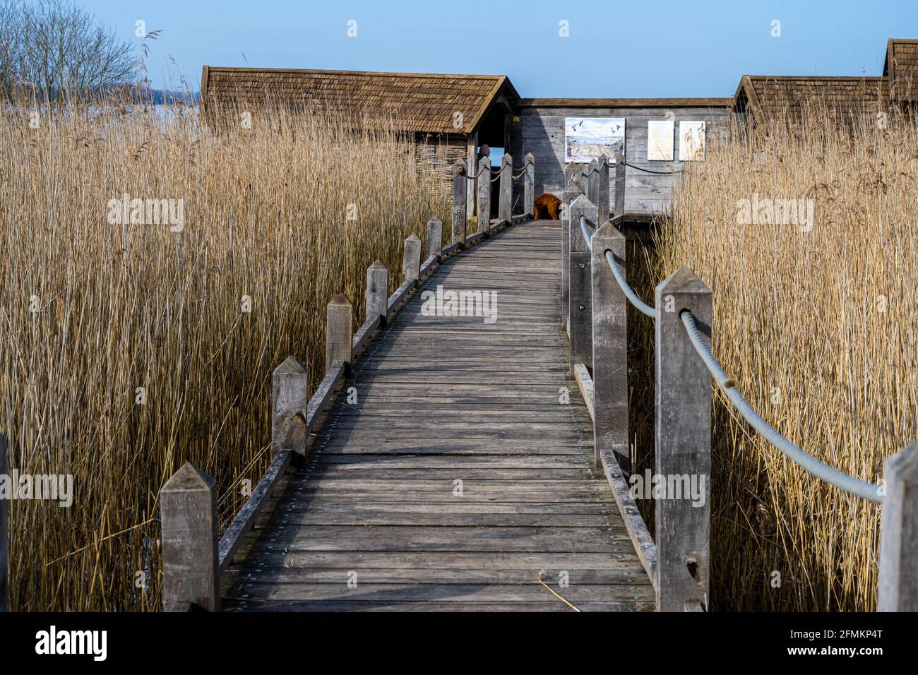 A board walk through tall grass in a marshy wetland. Picture from Lund, southern Sweden Stock Photo