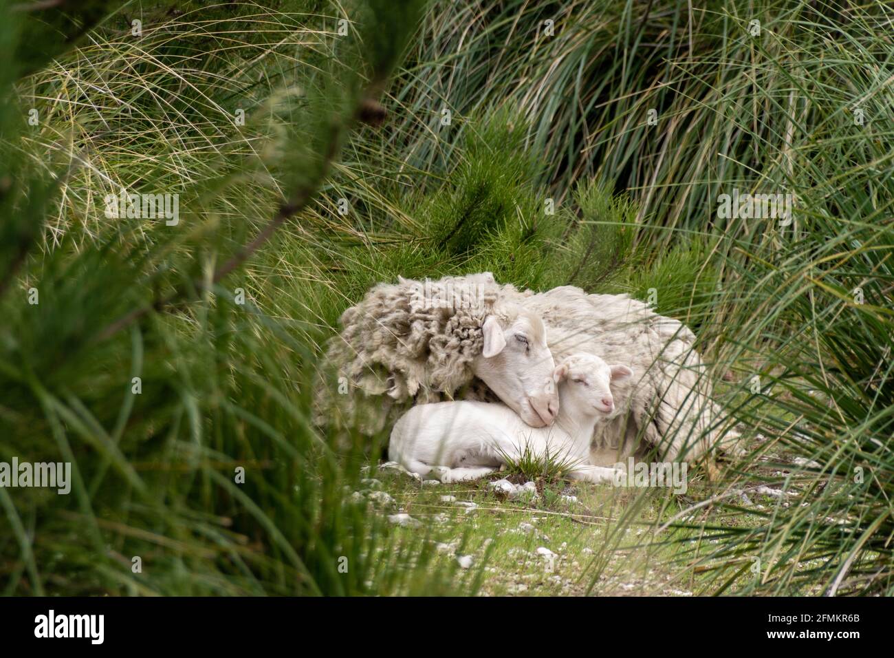 A ewe with her lamb, sheltering her baby sheep in the grass, symbol of mother love Stock Photo