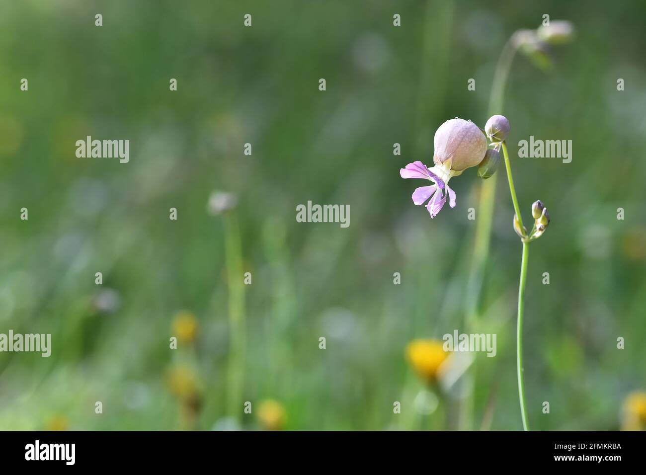 Detail of the white and pink bellied flowers of collejas (Silene vulgaris) in the field Stock Photo