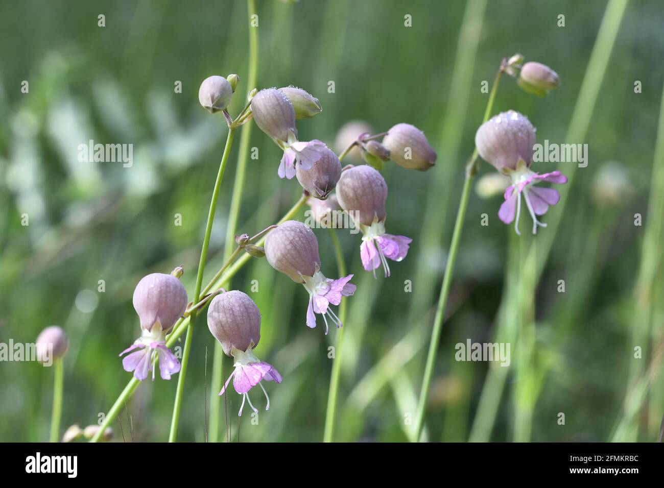 Detail of the white and pink bellied flowers of collejas (Silene vulgaris) in the field Stock Photo