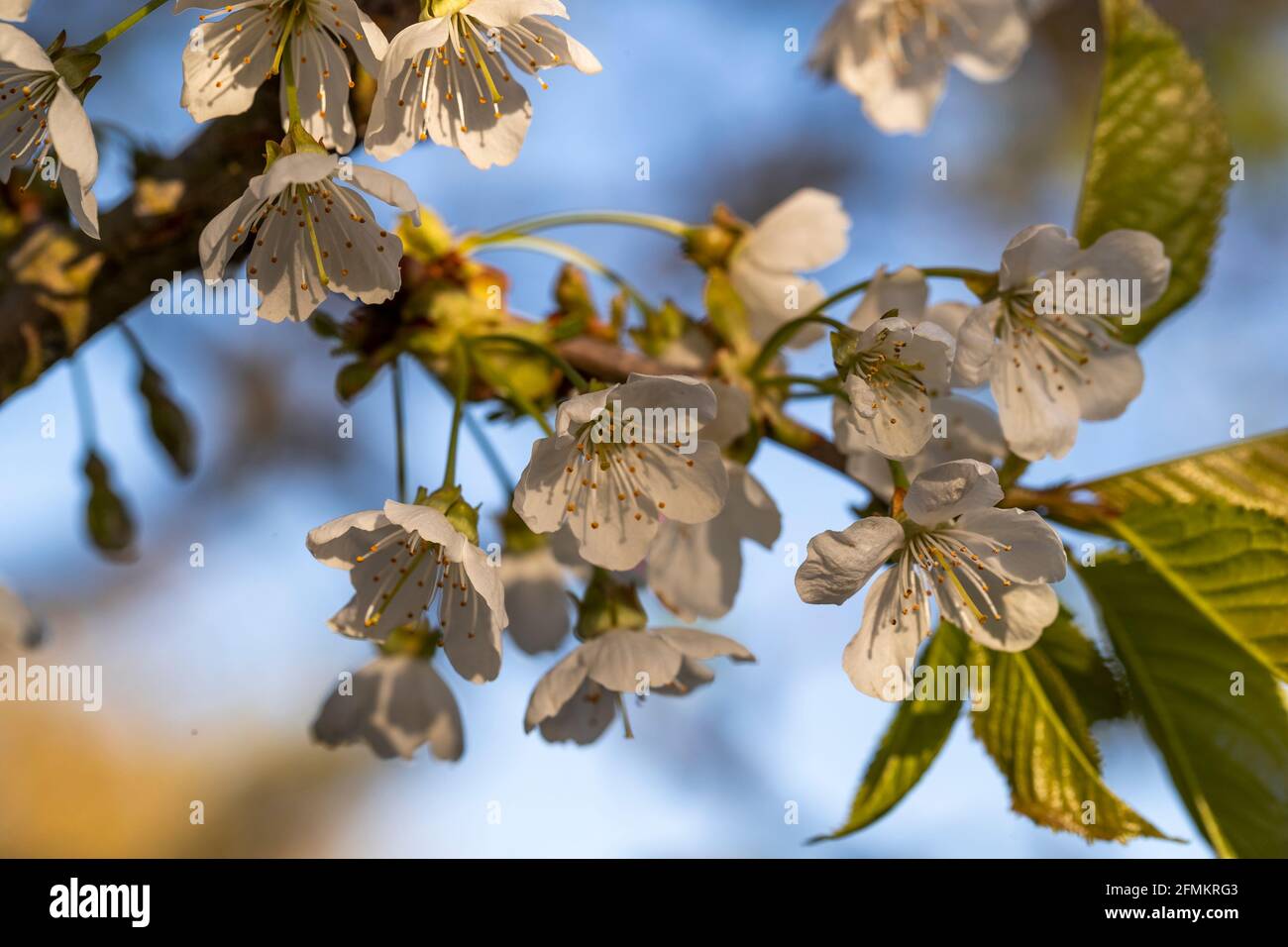 Edible cherry blossom Sunburst Colt variety Stock Photo Alamy