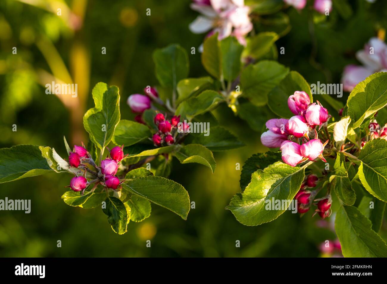 Apple blossom in dawn light Stock Photo