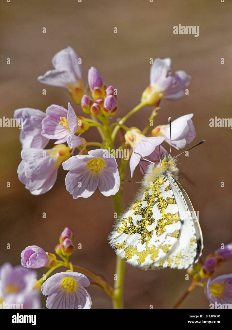A female Orange-tip butterfly (Anthocharis cardamines) on a cuckooflower (Cardamine pratensis) at RSPB Fairburn Ings Nature Reserve in West Yorkshire. Stock Photo